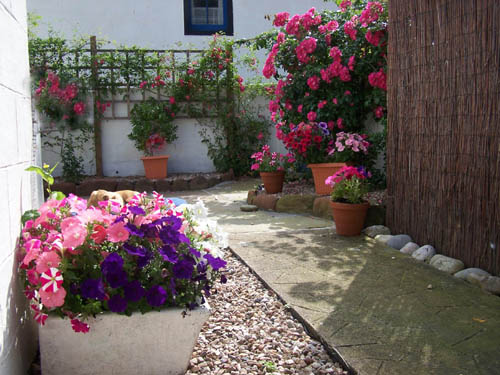Photograph of the walled garden with roses in mid summer